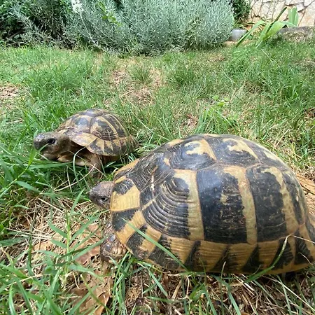 Sea View Gasthuis Pula
